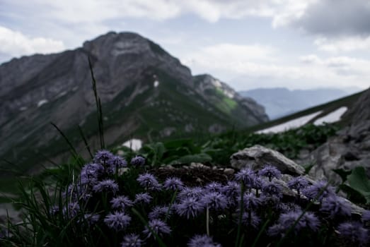 Beautiful flowers up on the mountaain