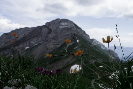 Beautiful flowers up on the mountaain