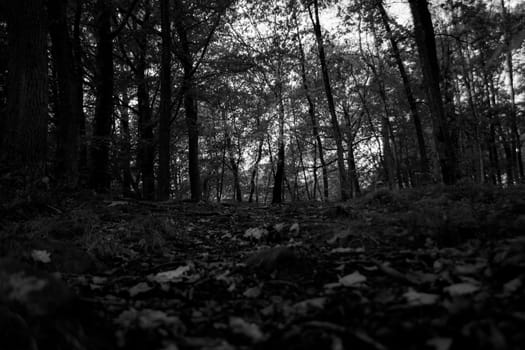 Black and white monochrome woods during autumn looking upwards