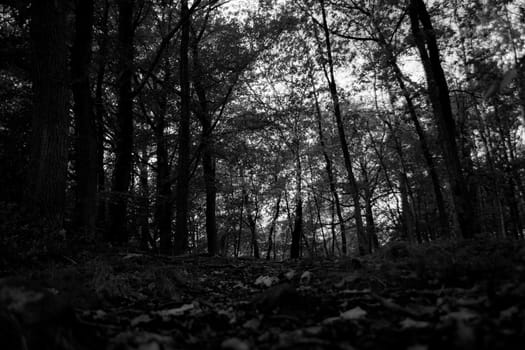 Black and white monochrome woods during autumn looking upwards