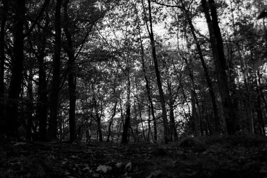 Black and white monochrome woods during autumn looking upwards