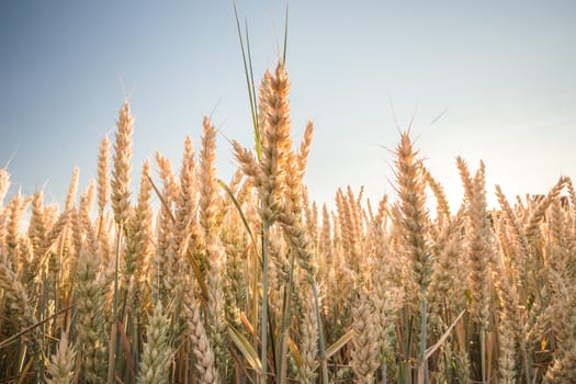 Wheat field. Ears of golden wheat close up. Background of ripening ears of meadow wheat field.