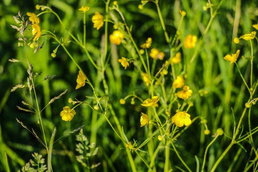 Close up of a Common Buttercup yellow flowers on green grass background