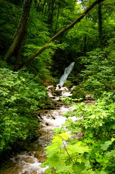 View of the mountain river flowing along the forest and the road