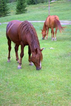 Two horses in the pasture eat fresh grass on the slope of hoolma. Republic of Gorny Altai, Russia.