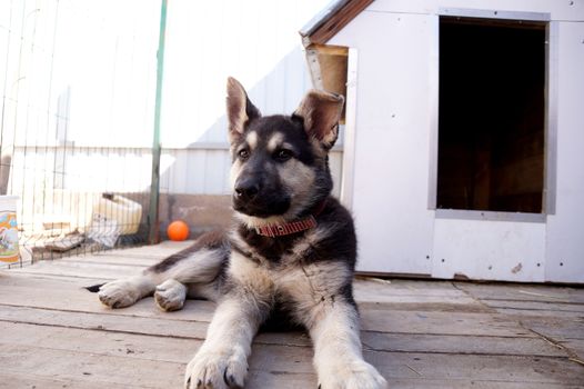 Young puppy of breed East European sheep-dog