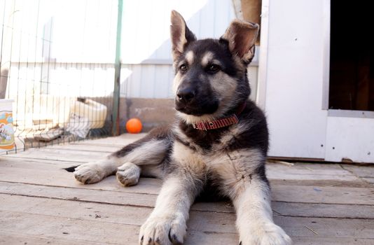 Young puppy of breed East European sheep-dog