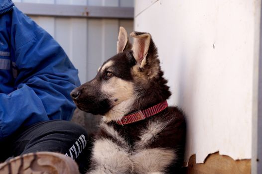 Young puppy of breed East European sheep-dog