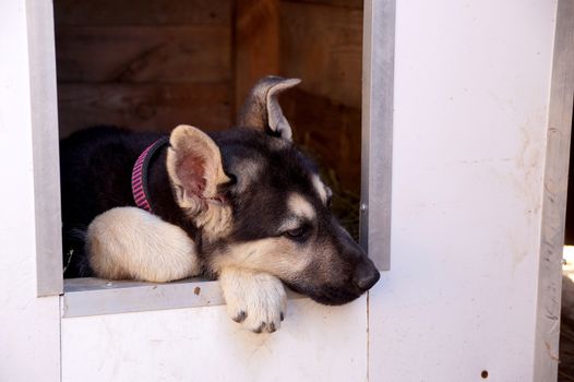 Young puppy of breed East European sheep-dog