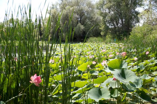 Lotuses in a flood plain of the Volga River in the Volgograd region in Russia