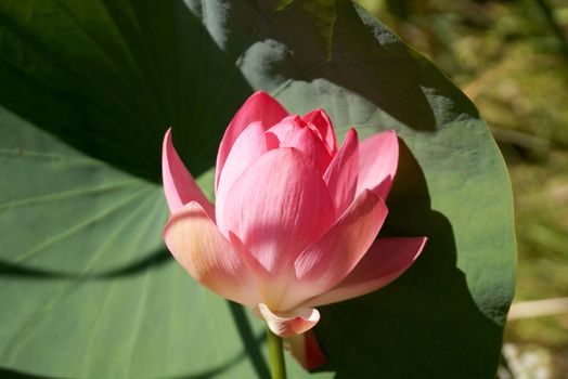 Lotus flower in a small reservoir in the territory of the Volgograd region