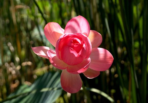 Lotus flower in a small reservoir in the territory of the Volgograd region