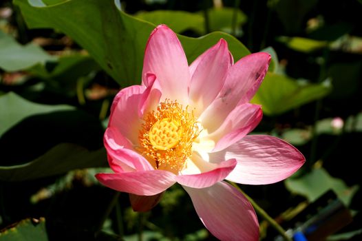 Lotus flower in a small reservoir in the territory of the Volgograd region