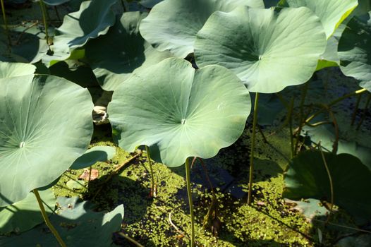 Lotus leaves on a lotuses field in a flood plain of the Volga River in the Volgograd region