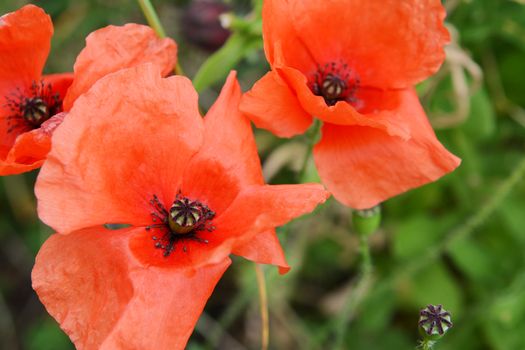 Three delicate red field poppies with soft petals, growing against a green background