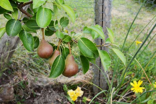 Three red-green Williams pears growing on the branch of a fruit tree among glossy green foliage