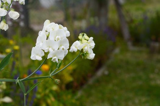 Pretty white everlasting pea flowers blooming in selective focus against a lush green garden