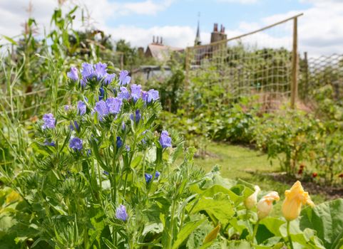 Viper's bugloss, or blueweed - Echium vulgare - grows among vegetable plants in a rural allotment garden