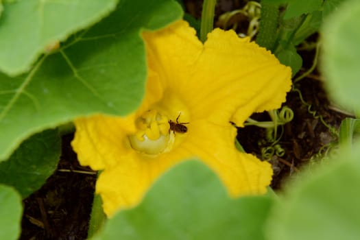Hoverfly takes nectar from a female flower of a gourd plant. The swollen stigma is clearly visible at the base of the yellow petals.