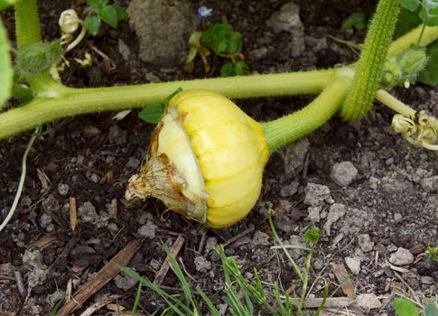 Turks Turban gourd, still bearing the petals of the flower behind which it grew, develops on a prickly vine