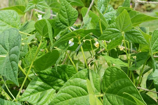 Calypso or yin yang beans grow among lush green leaves on short bush bean plants, a dwarf French bean variety