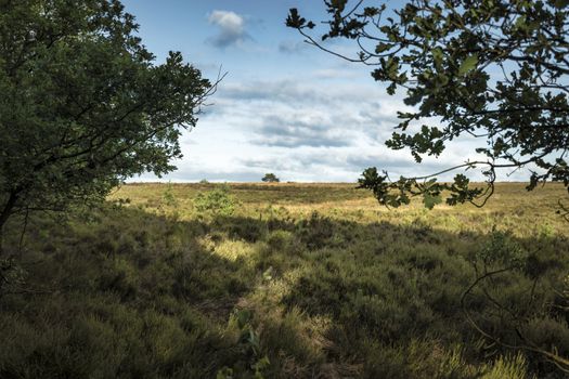 blue sky and clousd in holland national park de hooge veluwe, with heather grass and trees