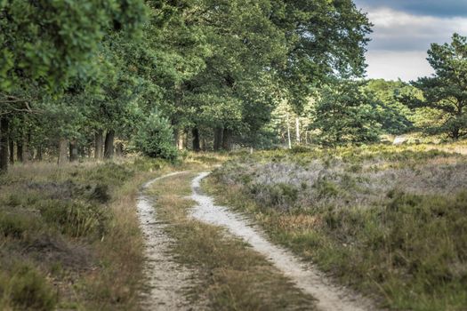 blue sky and clouds in holland national park de hooge veluwe, with heather grass and trees