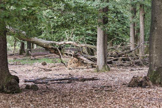 forest with dead dry branches because of the warm summer 