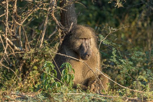 An adult chacma baboon, Papio ursinus, sitting between vegetation