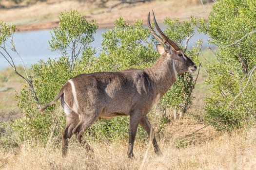 Close-up of a male waterbuck, Kobus ellipsiprymnus, walking