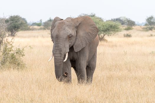 An african elephant, Loxodonta africana, walking in a grass field