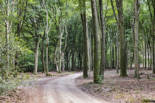 lot of trees in nature in national park de hooge veluwe in holland