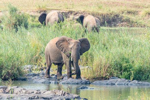 An african elephant feeding on reeds on an island in the Olifants River