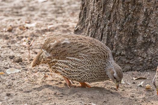 A Natal Spurfowl, Pternistis natalensis, looking for food