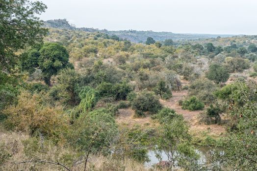 A landscape in the Mpumalanga Province of South Africa. A South African Giraffe is visible