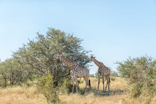 Two South African Giraffes, Giraffa camelopardalis giraffa, walking