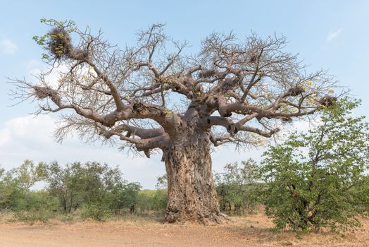 A baobab tree, Adansonia digitata, also called upside-down tree. Bird nests are visible