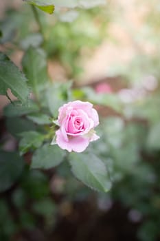 Roses in the garden, Roses are beautiful with a beautiful sunny day.