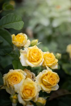 Roses in the garden, Roses are beautiful with a beautiful sunny day.