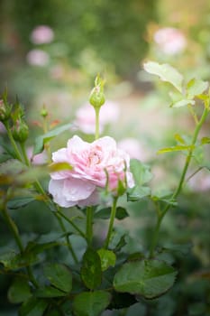 Roses in the garden, Roses are beautiful with a beautiful sunny day.