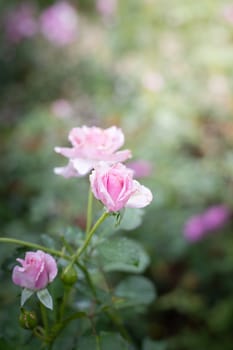 Roses in the garden, Roses are beautiful with a beautiful sunny day.