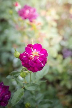 Roses in the garden, Roses are beautiful with a beautiful sunny day.