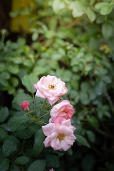 Roses in the garden, Roses are beautiful with a beautiful sunny day.