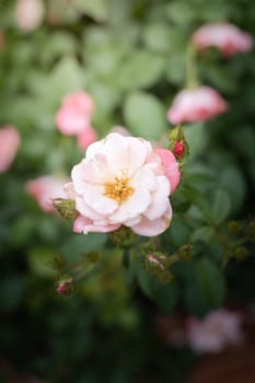 Roses in the garden, Roses are beautiful with a beautiful sunny day.