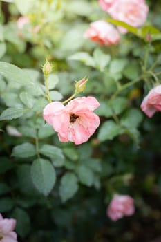 Roses in the garden, Roses are beautiful with a beautiful sunny day.