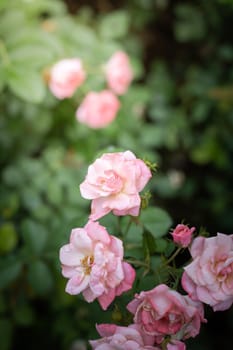 Roses in the garden, Roses are beautiful with a beautiful sunny day.