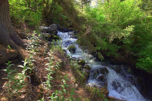 A small waterfall flowing down from the mountains overgrown with forests. Altai, Siberia, Russia.