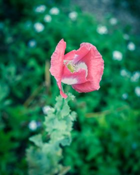 Vintage tone top view close-up pink and white poppy flower blooming at garden in Texas, America. Vibrant summer flower blossom in nature with green leaves background