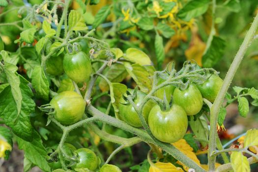 Green tomatoes - Red Alert variety - form on the vine in a vegetable garden