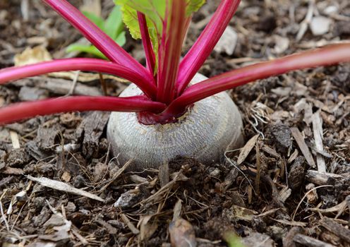 Close-up of a beetroot growing in compost, with magenta stems above the root 